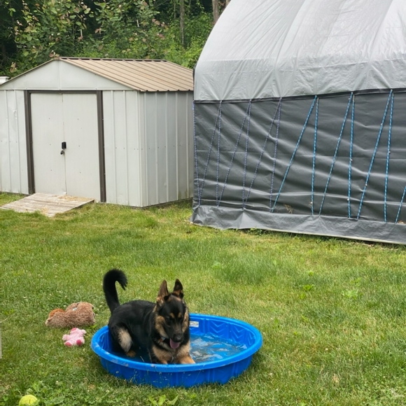 Meet your Posher Merlin aka Cheryl - Picture 11 of 12